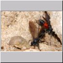 Wegwespenstreit-03 10mm schwarz oeffnet Nest - rot verschliesst es immer wieder.jpg